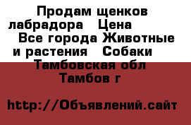 Продам щенков лабрадора › Цена ­ 20 000 - Все города Животные и растения » Собаки   . Тамбовская обл.,Тамбов г.